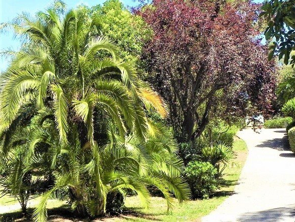 Parc Areca Jardin Botanique景点图片