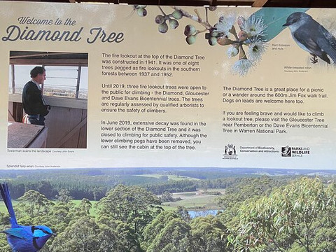 Diamond Tree-Manjimup必去景点