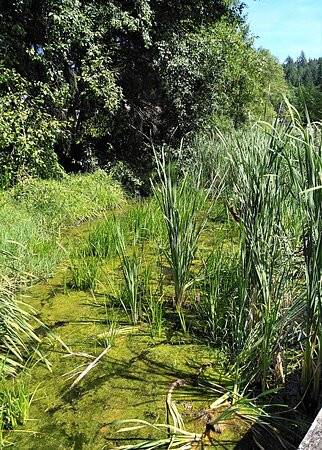 Iris Griffith Wetlands-马德拉公园镇必去景点