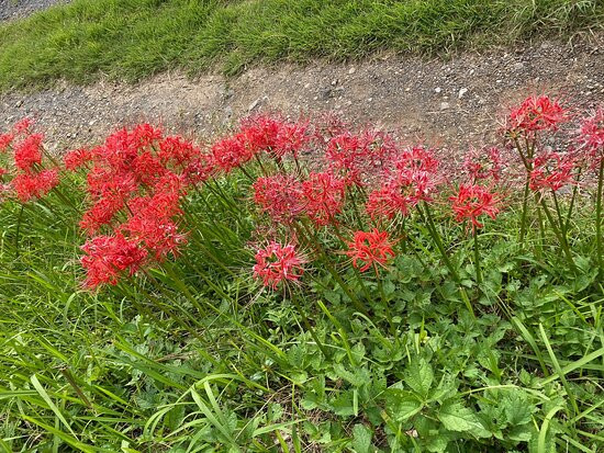 Mt. Hiwada-日高市必去景点