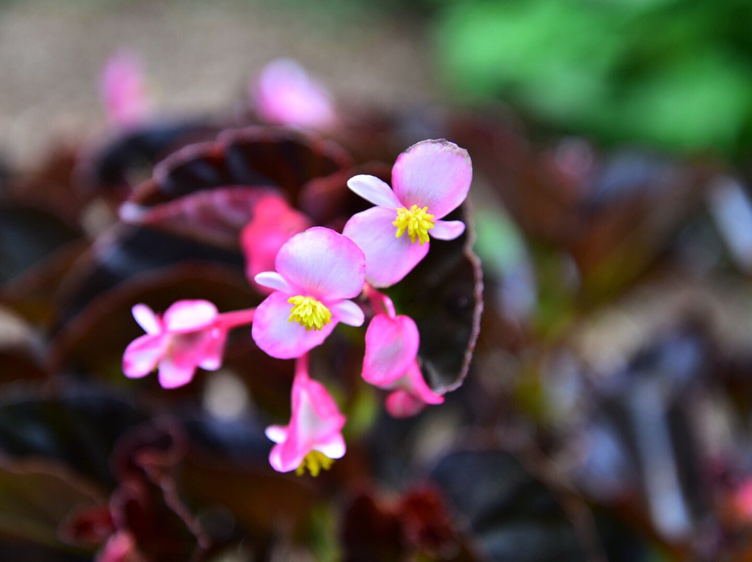 Grand Panorama Lembang主图