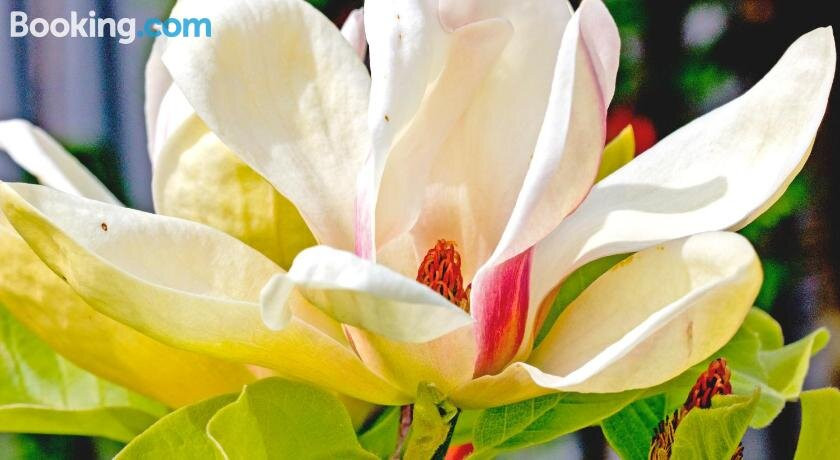 Magnolia House主图