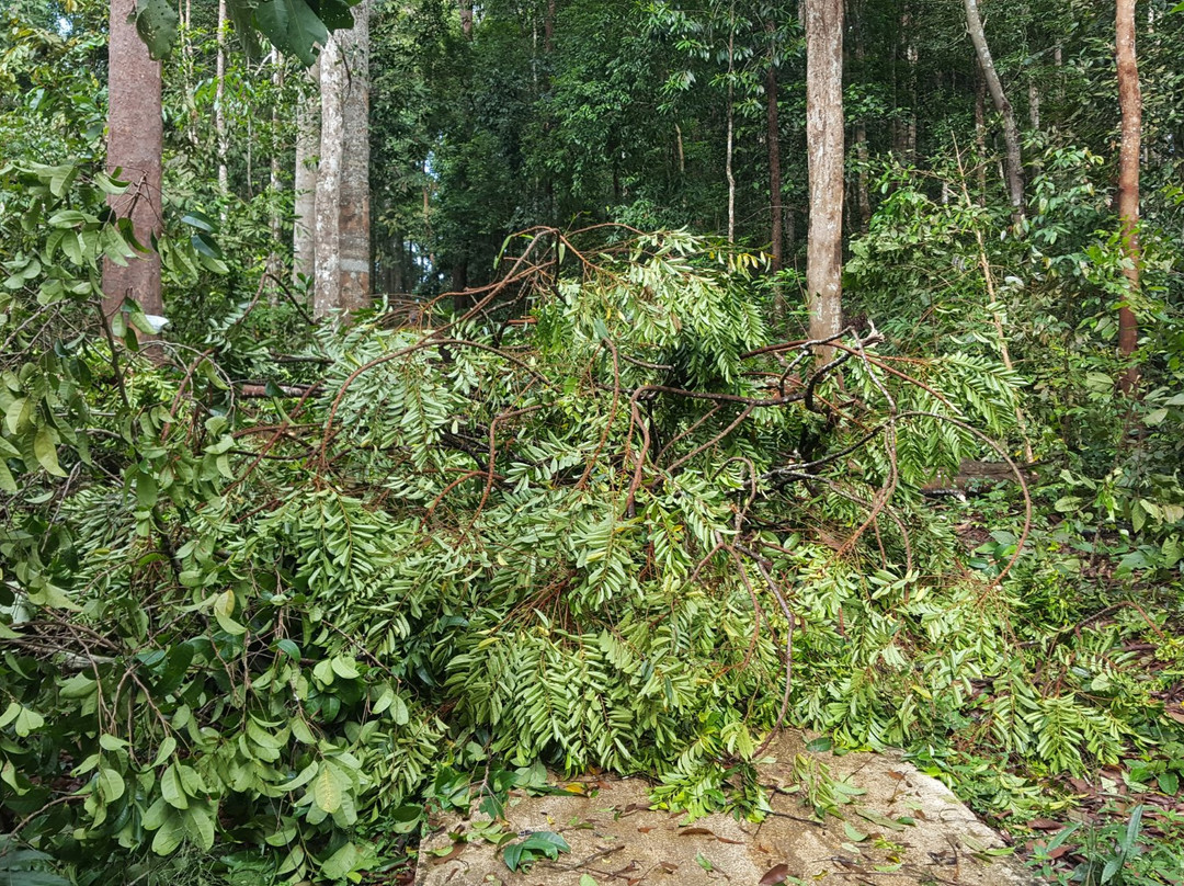 Sungai Udang Recreational Forest景点图片