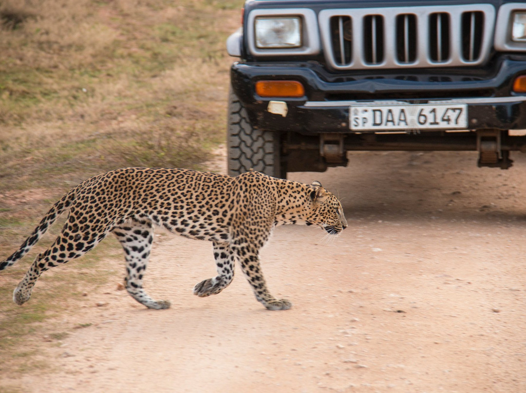 Sena Jeep Safari景点图片