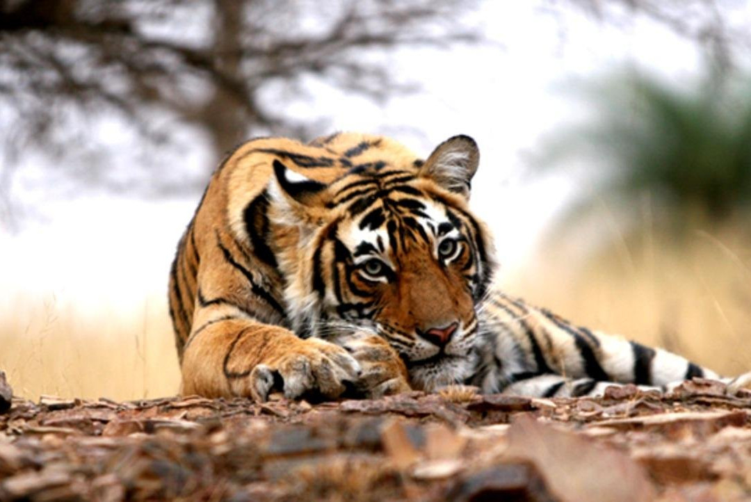 India saying namaste Trips-阿尔瓦必去景点