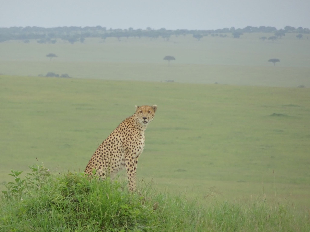Vis-Bro Safaris景点图片
