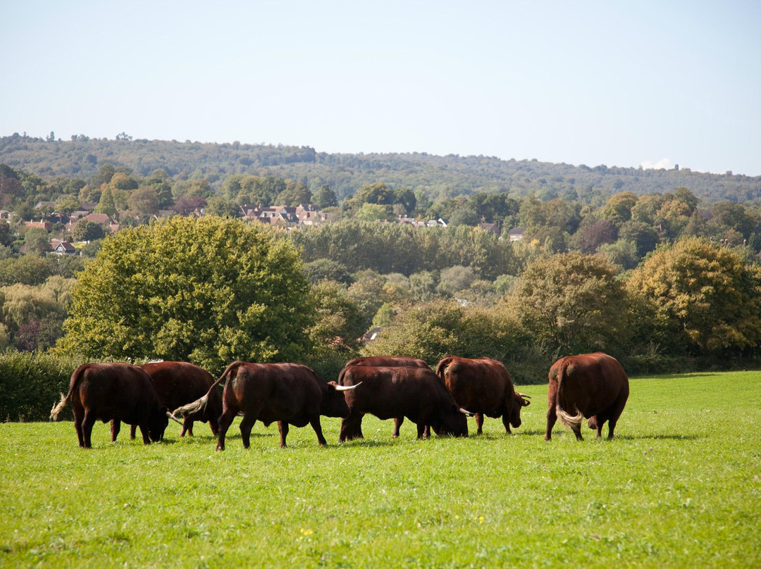 High Weald Area of Outstanding Natural Beauty景点图片