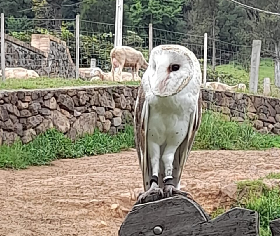 Parque da Ovelha景点图片