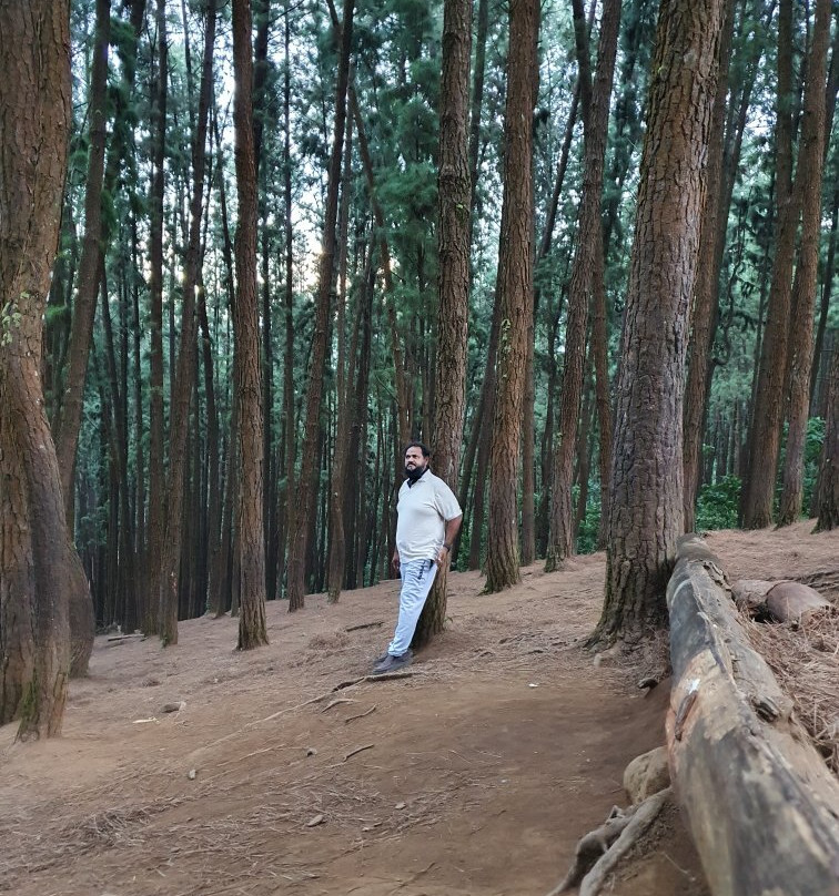 Vagamon Pine Forest-Vagamon必去景点