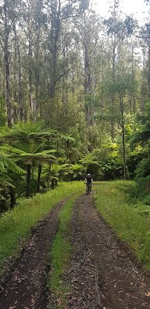 O'Shannassy Trail-华伯登必去景点