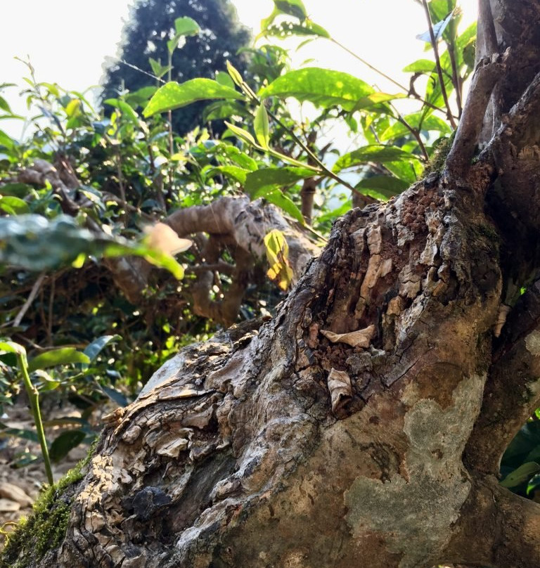 Suoi Giang - Yen Bai-Yen Bai必去景点