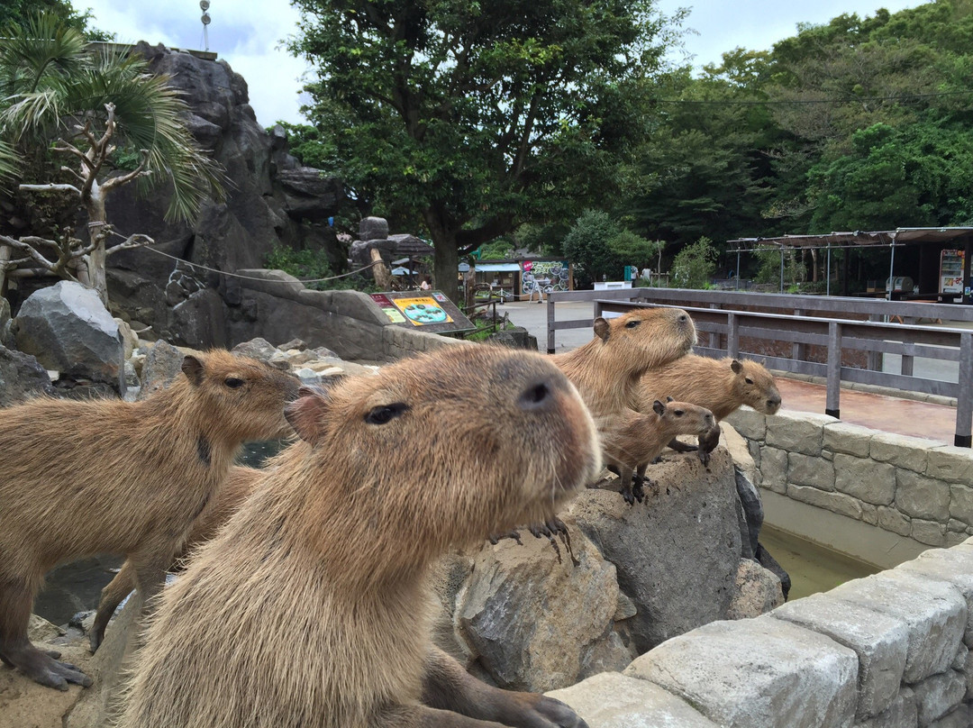 Izu Shaboten Zoo景点图片