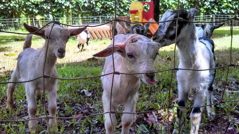 Kauai Kunana Dairy Farm Tour景点图片