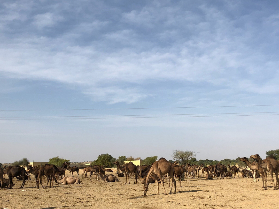 Shree Ganesham Travel India-杰伊瑟尔梅尔必去景点