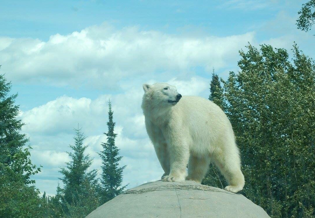 Cochrane Polar Bear Habitat景点图片