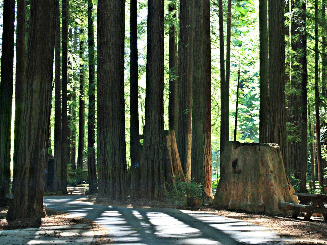 Humboldt Redwoods State Park景点图片