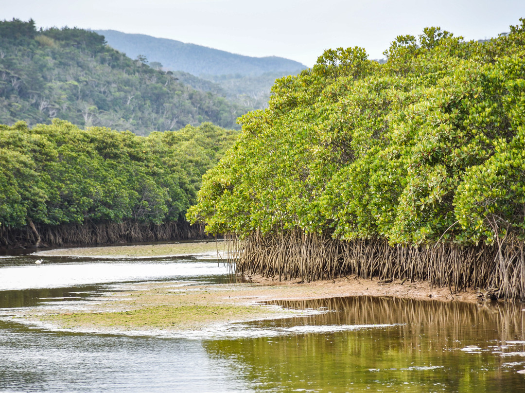 Gesashi Bay's Mangrove Forest景点图片
