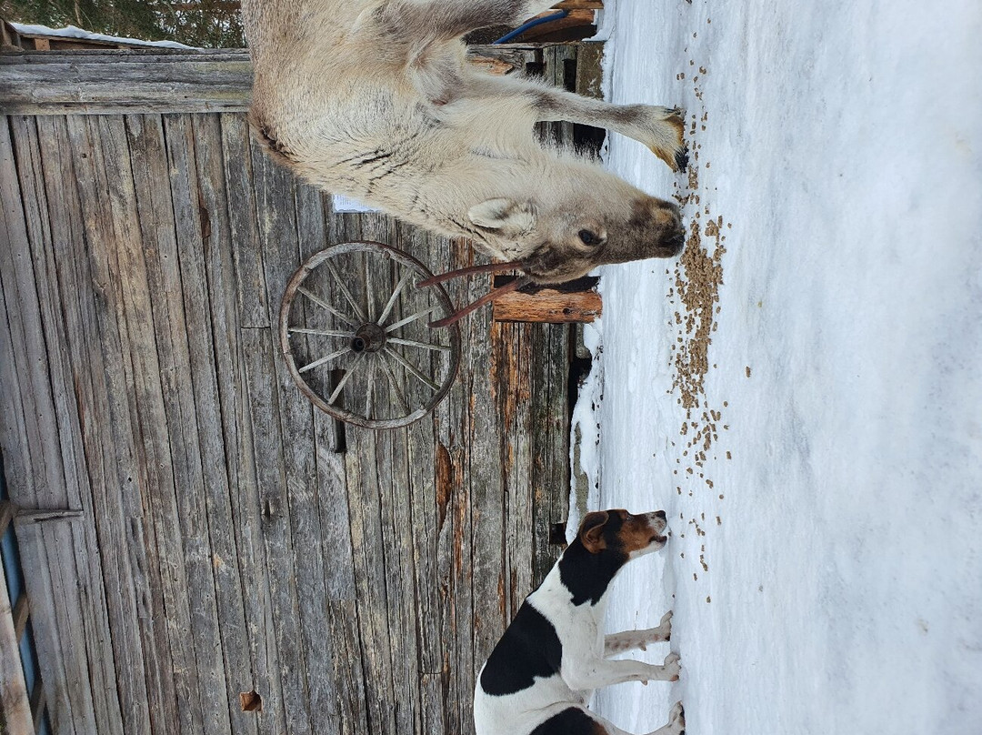 Reindeer Cottage景点图片