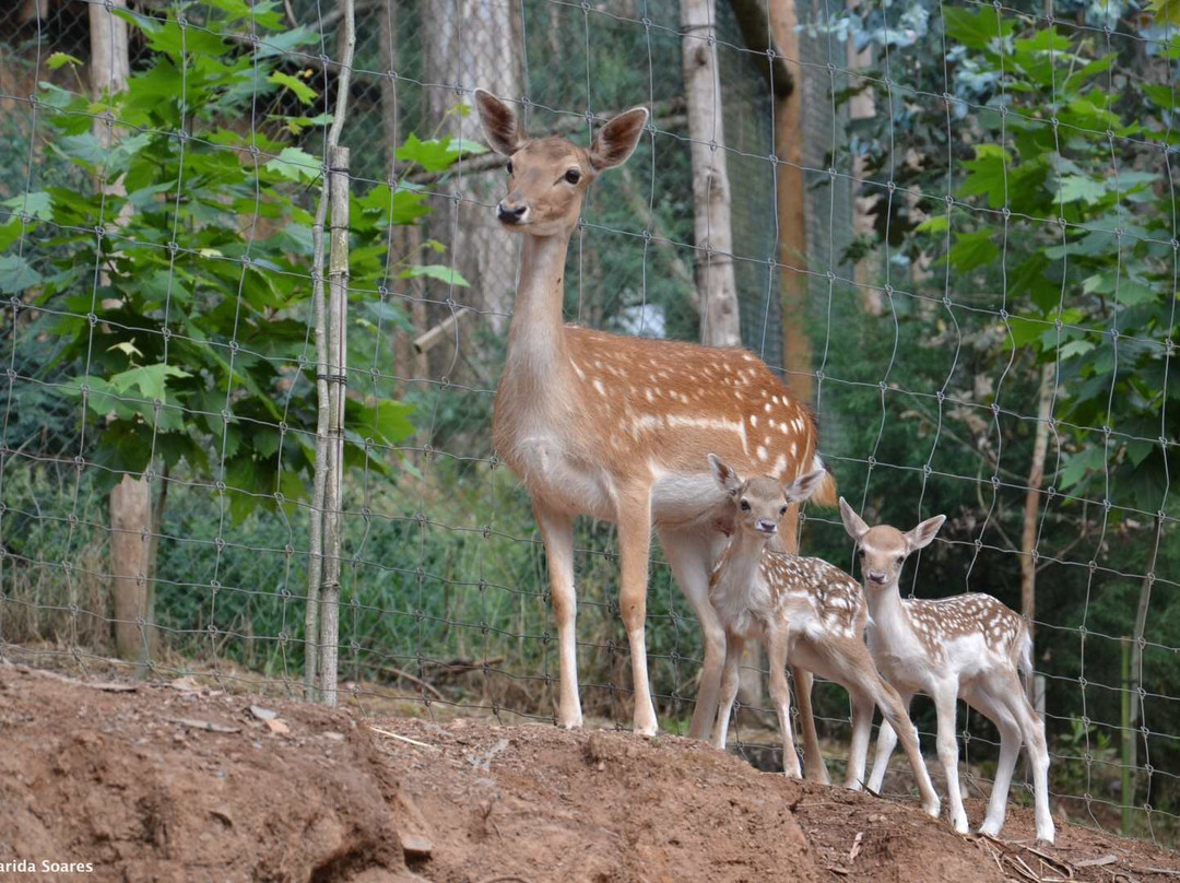 Parque Biologico da Serra da Lousa景点图片