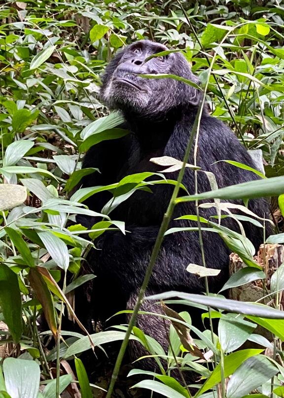 Kibale Forest National Park景点图片