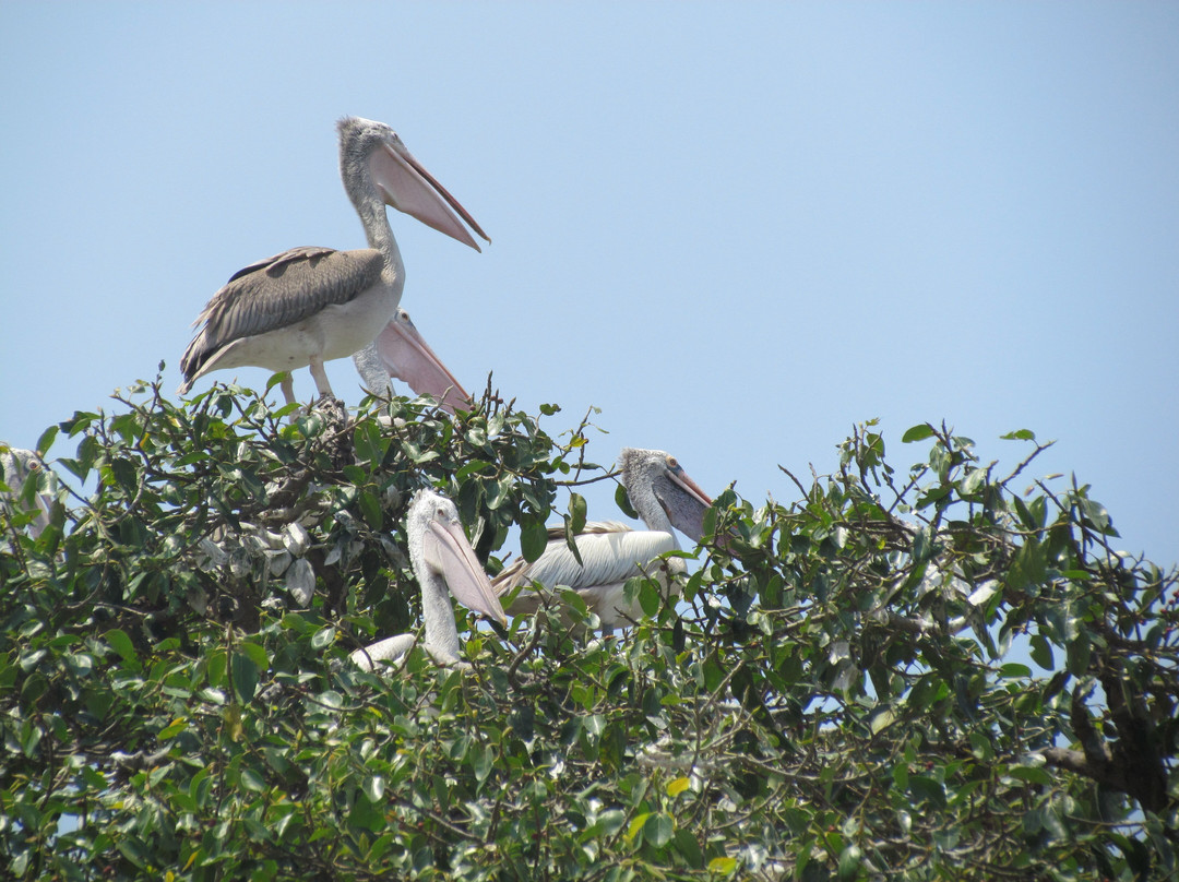 Kokrebellur Bird Sanctuary景点图片