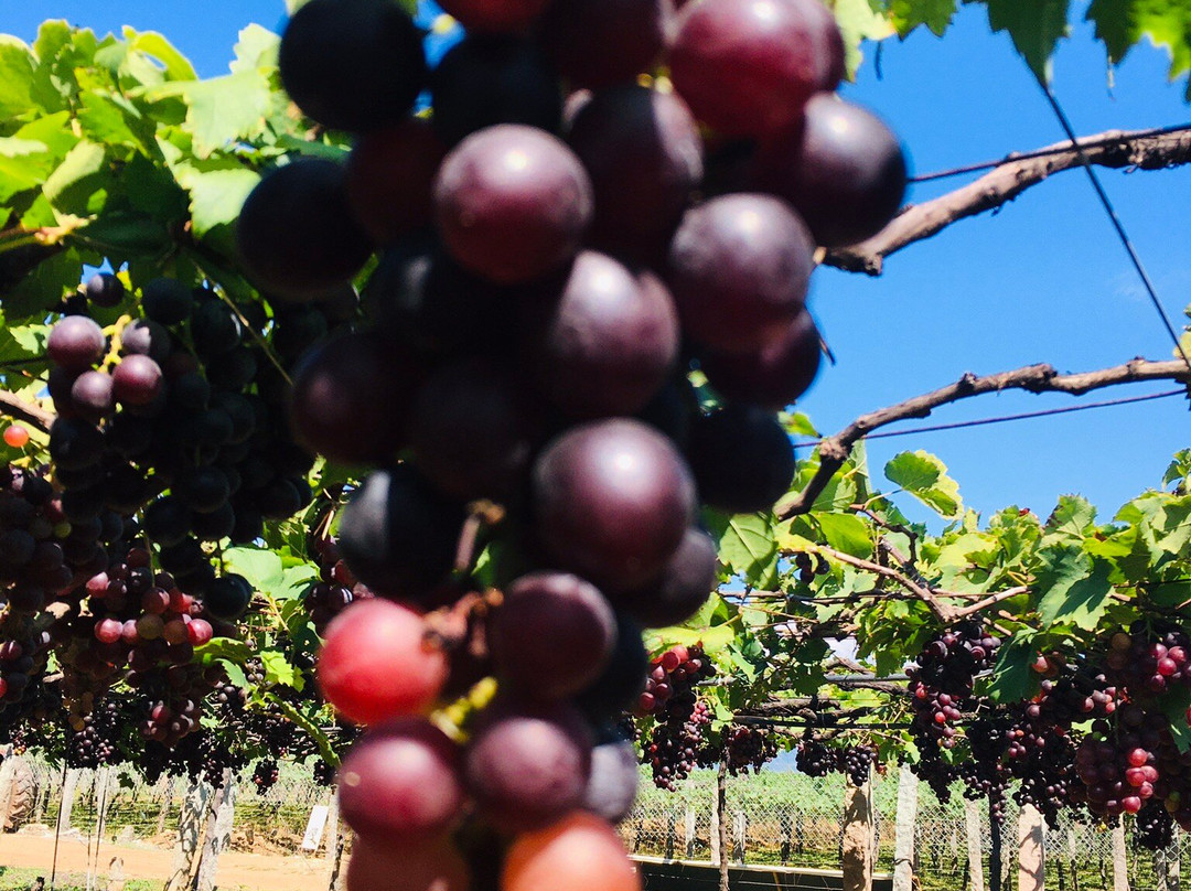 Jenis Grapes-Cumbum必去景点