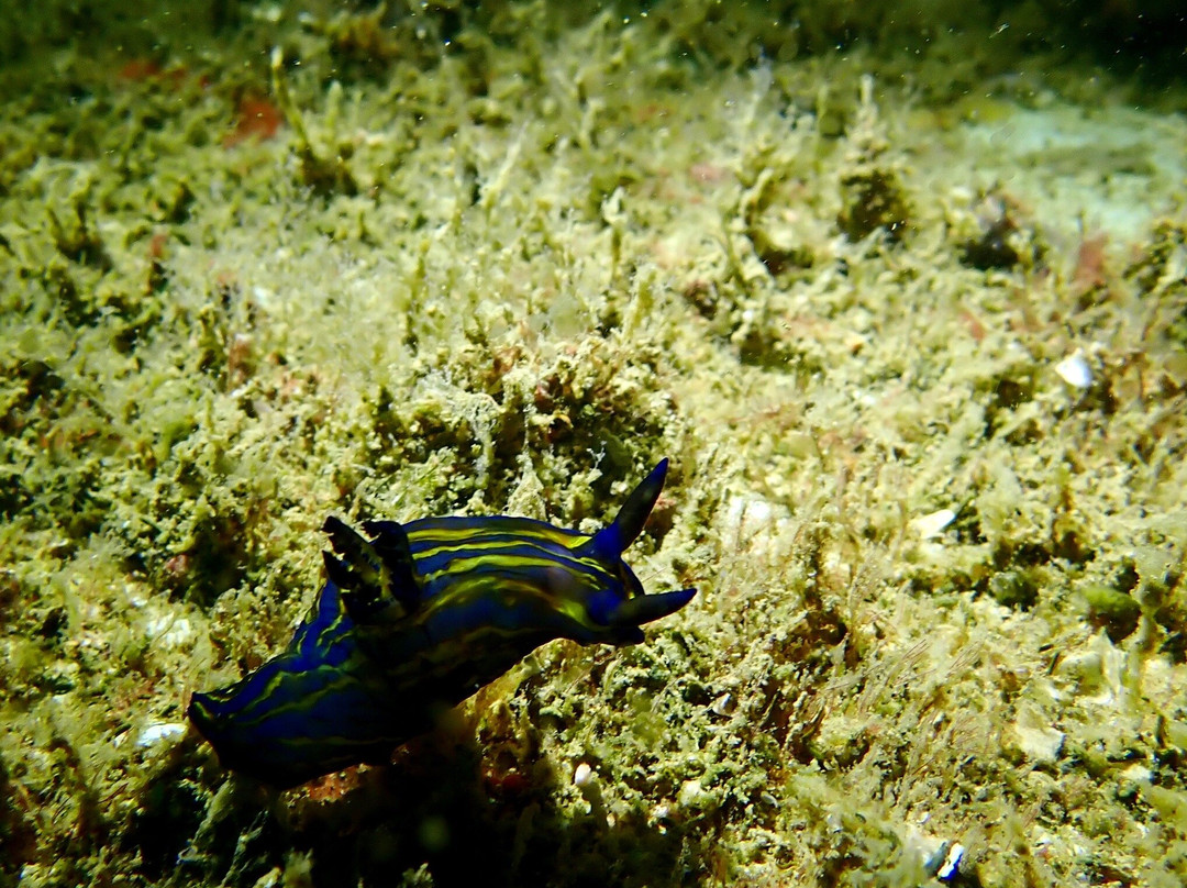 Subnauta Dive The Algarve-普赖尔洛查必去景点