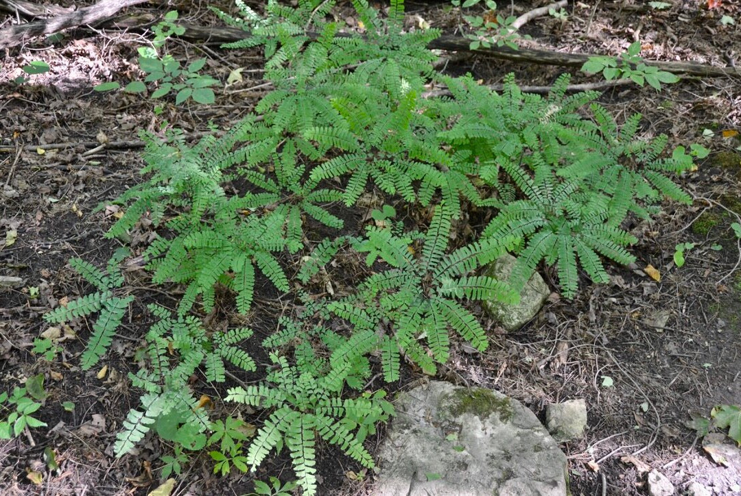 Old Baldy Conservation Area-Kimberley必去景点