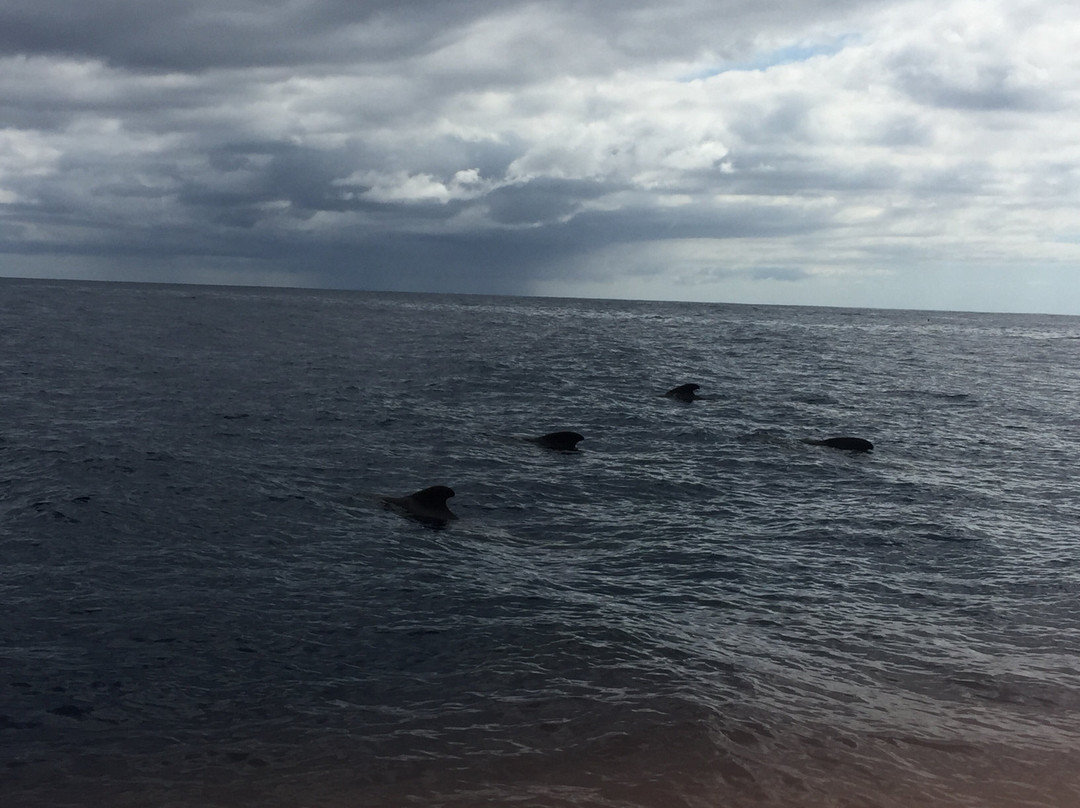 Menuda Serena S.L.-特纳里夫必去景点