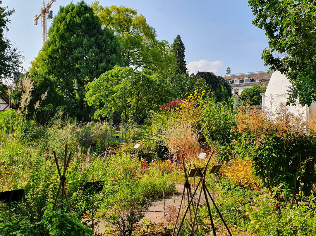 Botanischen Garten der Universität Basel-巴塞尔必去景点