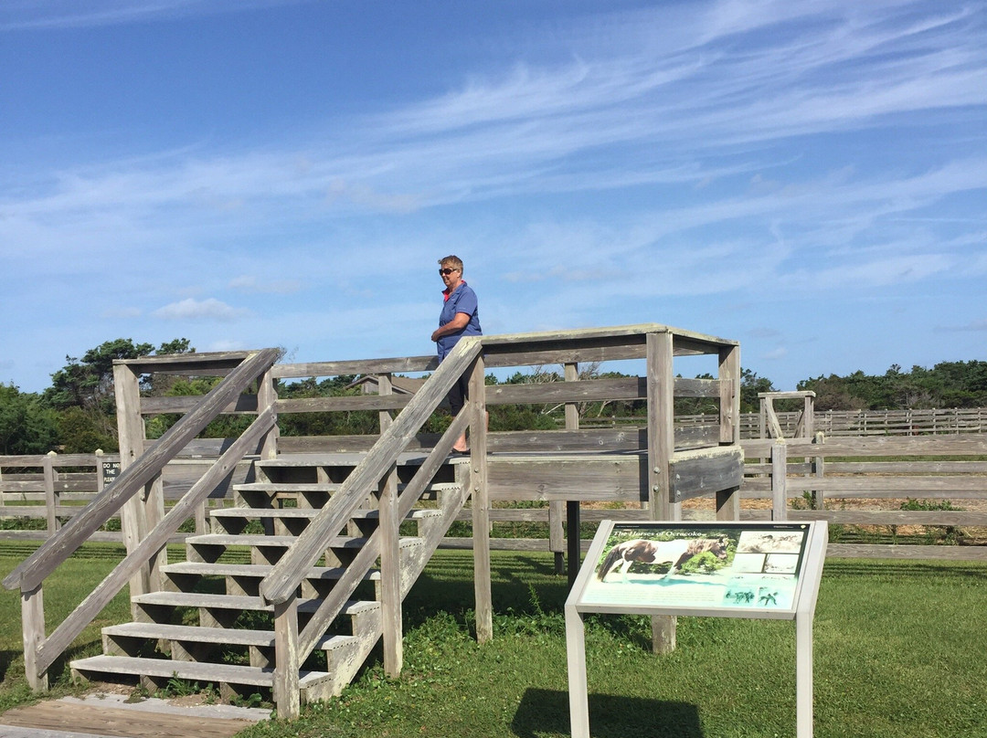 Ocracoke Pony Pens景点图片