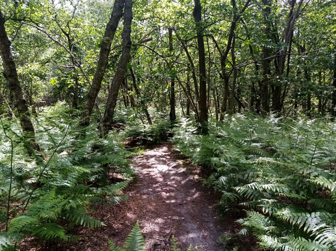 La Forêt Domaniale de Montmorency-Saint-Prix必去景点