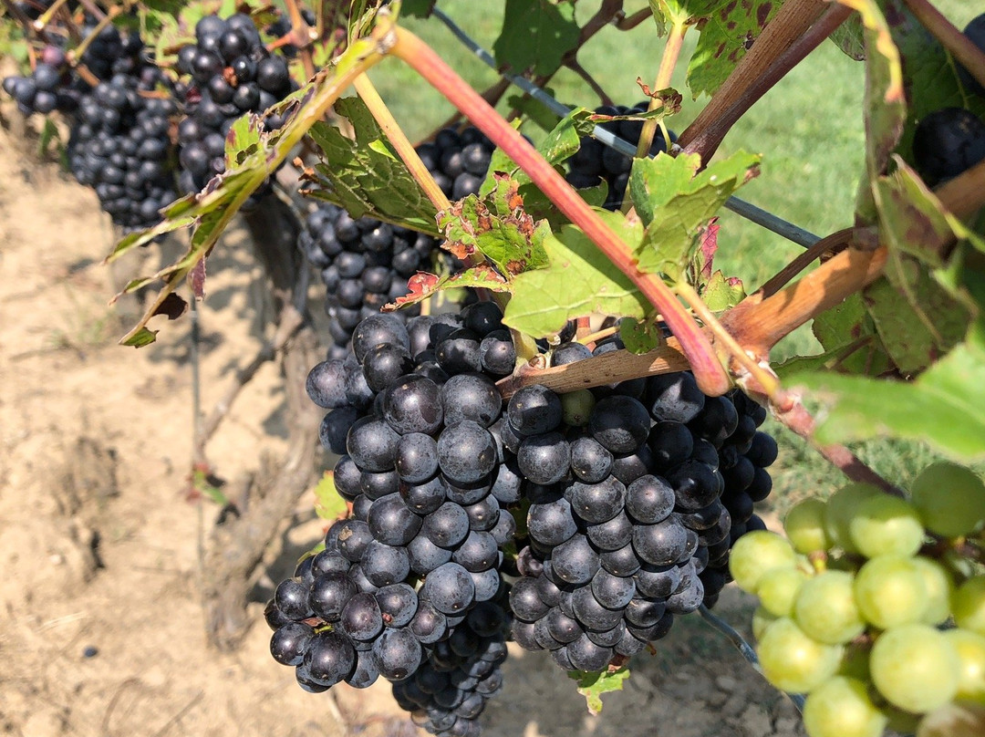 Bella Terra Vineyards景点图片