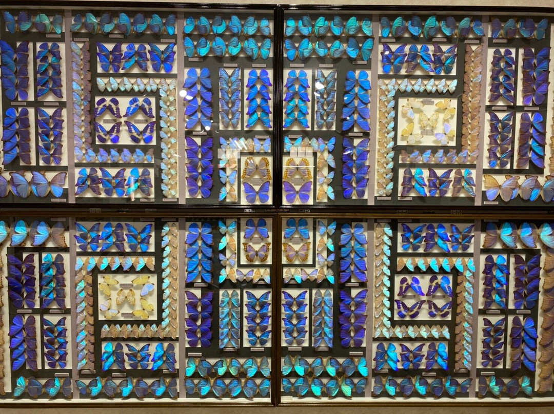 Nawa Insect Museum-岐阜市必去景点