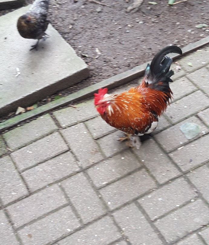 Kirkleatham Owl Center-Redcar必去景点