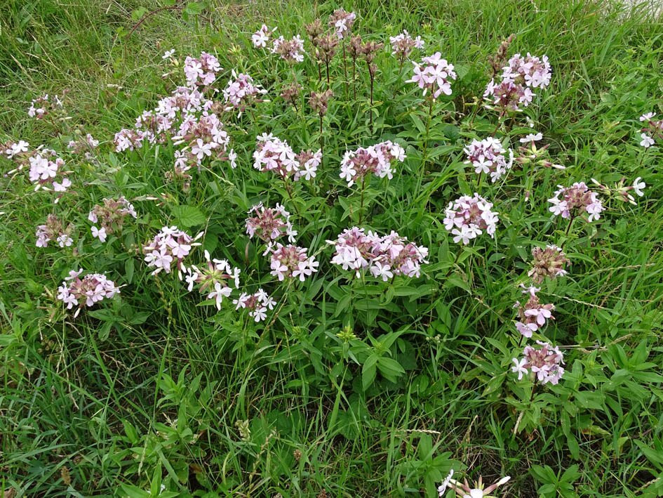 Strand van Wijk aan Zee-Wijk aan Zee必去景点