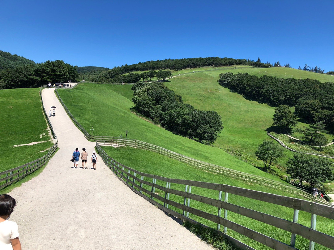 Daegwallyeong Sheep Ranch-平昌郡必去景点