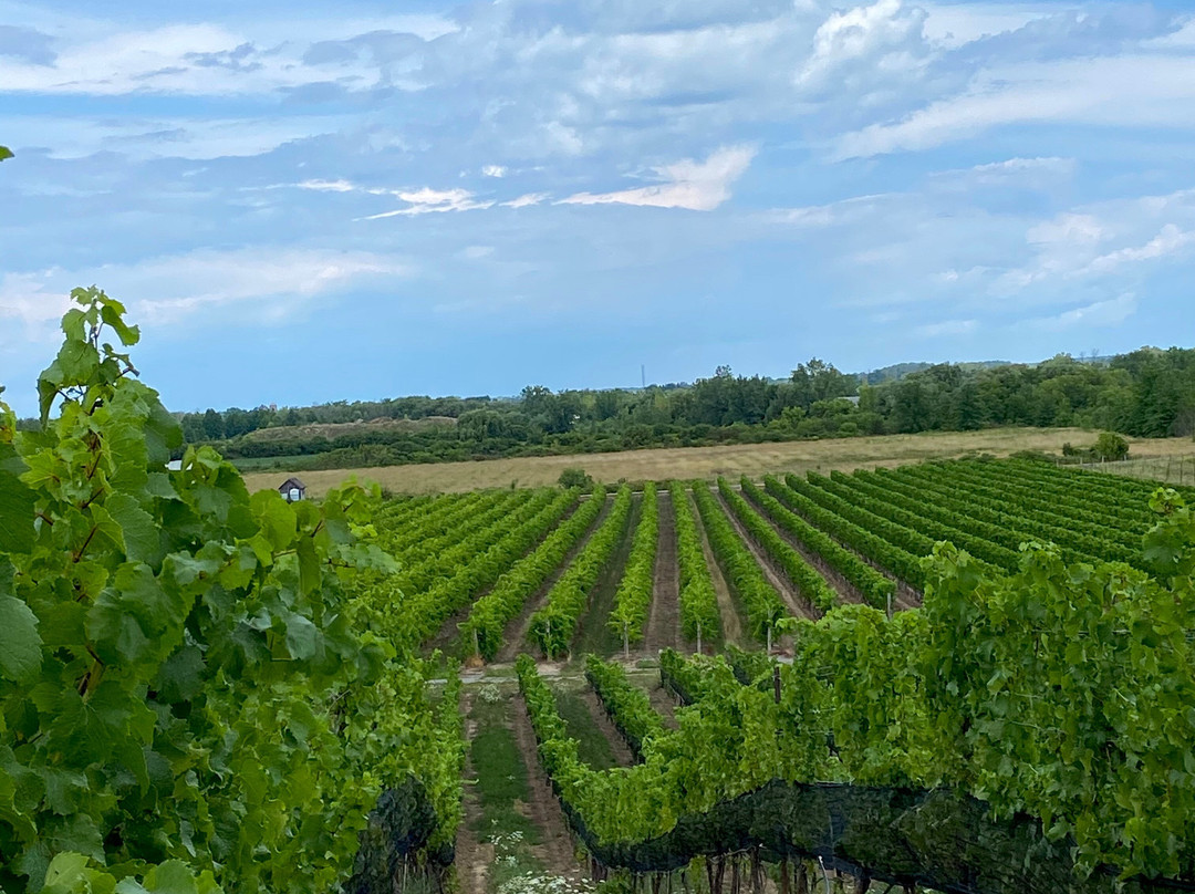Ravine Vineyard Estate Winery-滨湖尼亚加拉必去景点