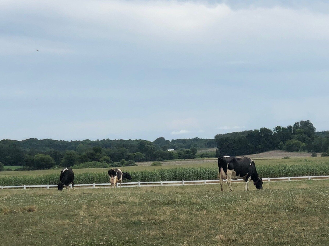 Country Dairy景点图片