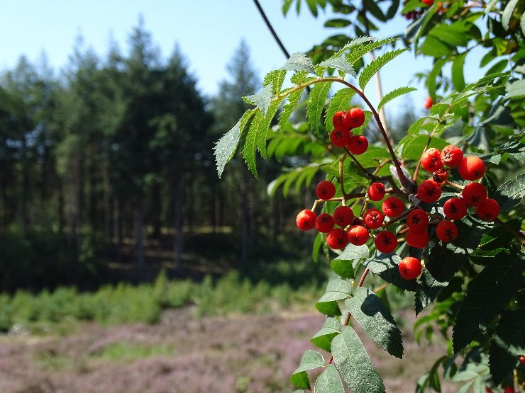 Nationaal Park De Sallandse Heuvelrug-Nijverdal必去景点