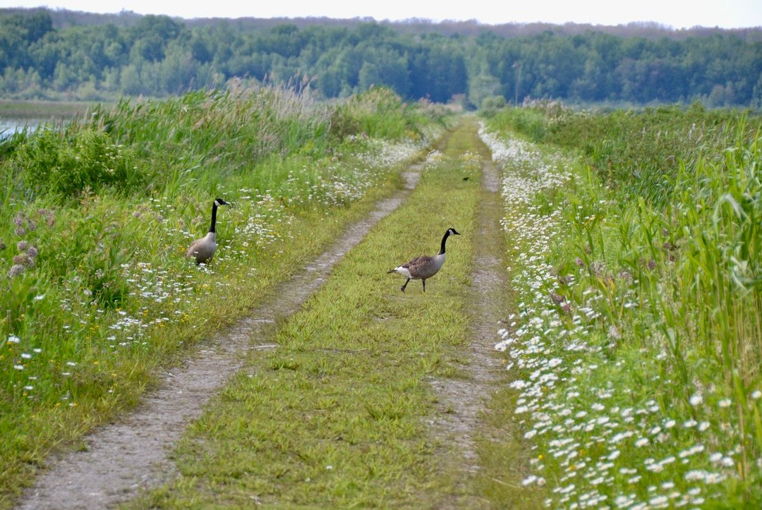 Tiny Marsh Provincial Wildlife Area景点图片