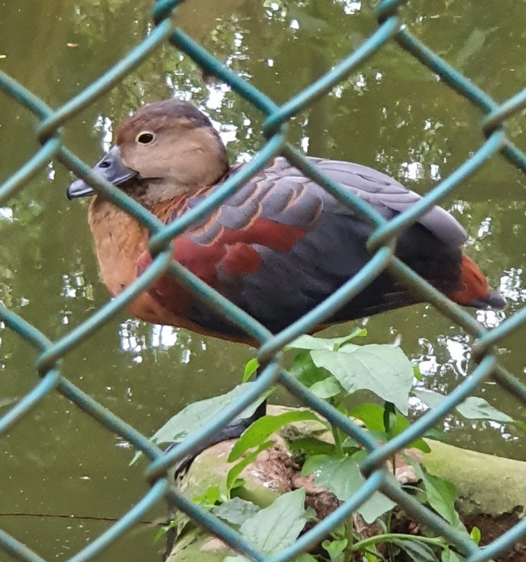 Birds Research Center & Resort景点图片
