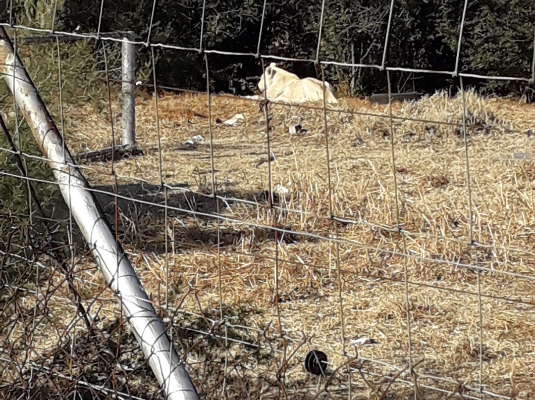 Weltevrede Lion Farm-Heilbron必去景点