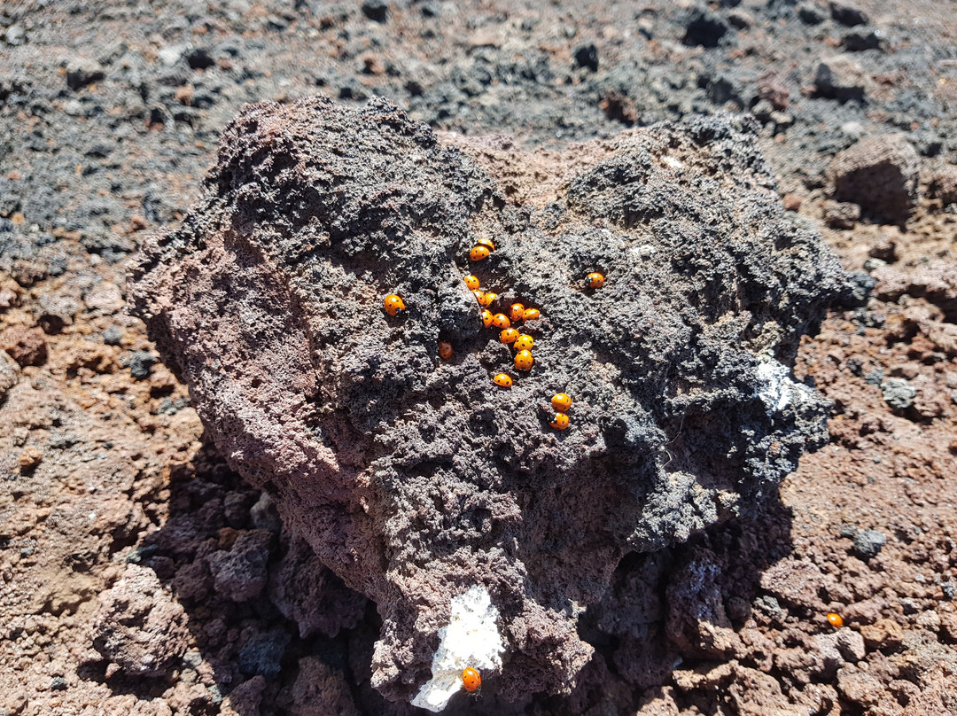 Etna Moving - Excursions & Trekking景点图片
