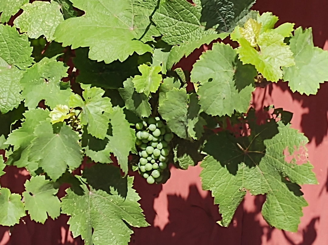 Thousand Islands Winery景点图片