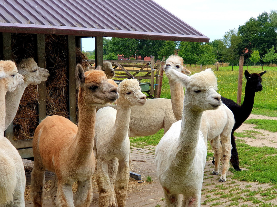 Abolengo de Alpaca景点图片