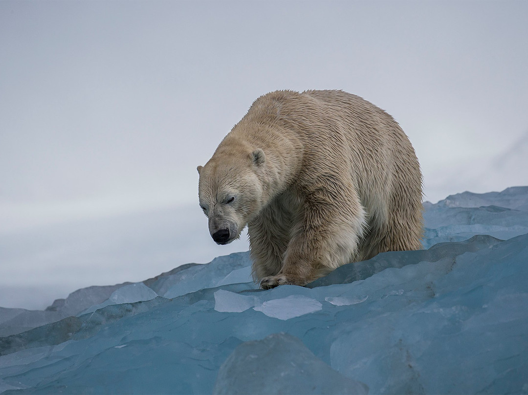 Arctic Wildlife Tours-朗伊尔城必去景点