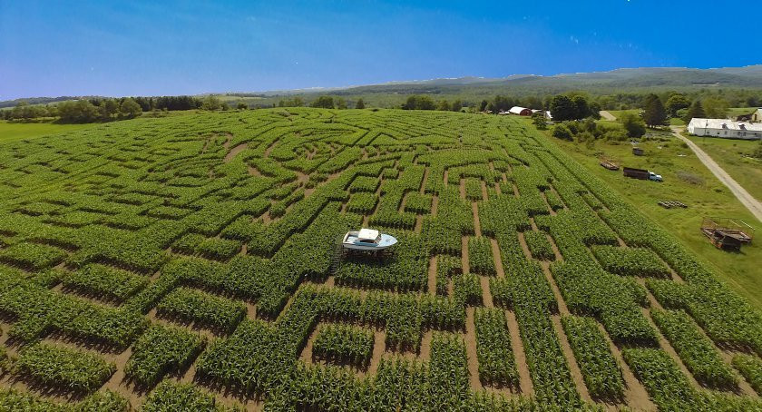 Great Vermont Corn Maze景点图片