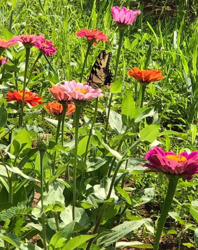 Honey Hill Farms-Mayfield必去景点