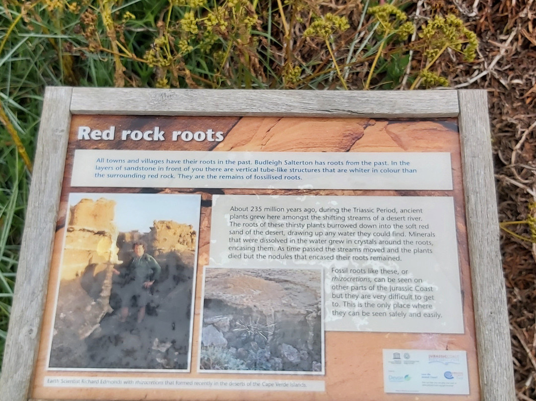 Red Rock Roots-Budleigh Salterton必去景点